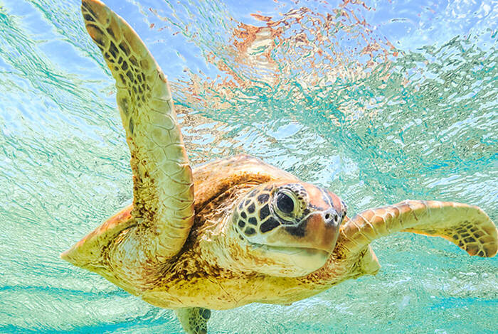 Comoros: Wildlife Expedition