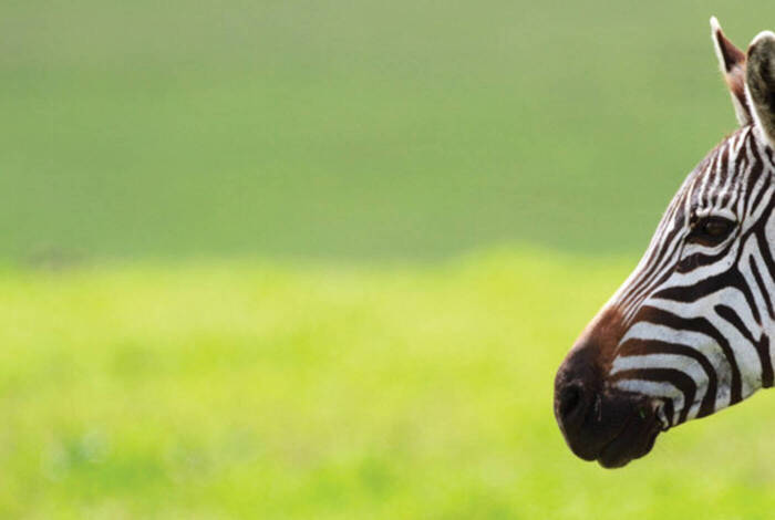 Tanzania Family Safari Tanzania Family Safari