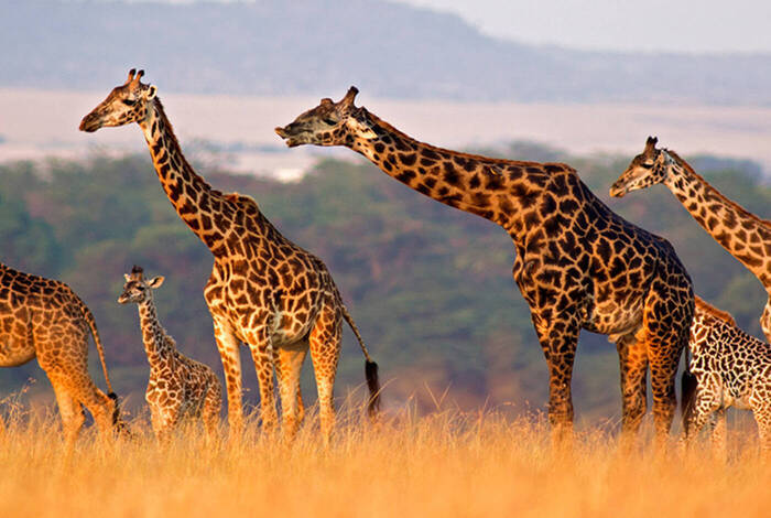 The Maasai Heartlands The Maasai Heartlands