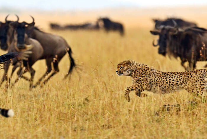 Kenya Wildlife Safari