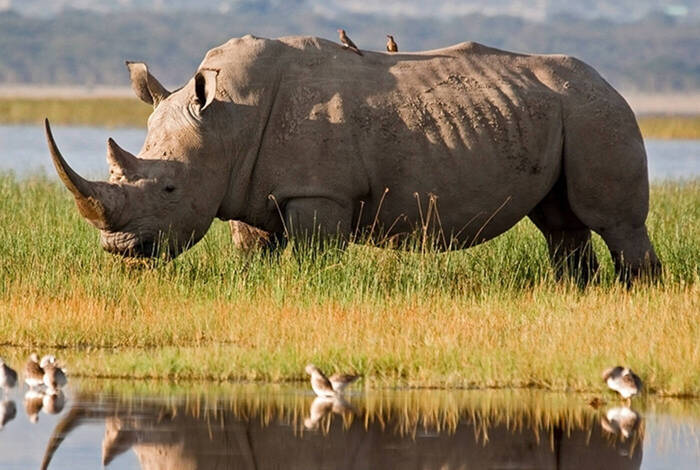 Premium Kenya & Tanzania