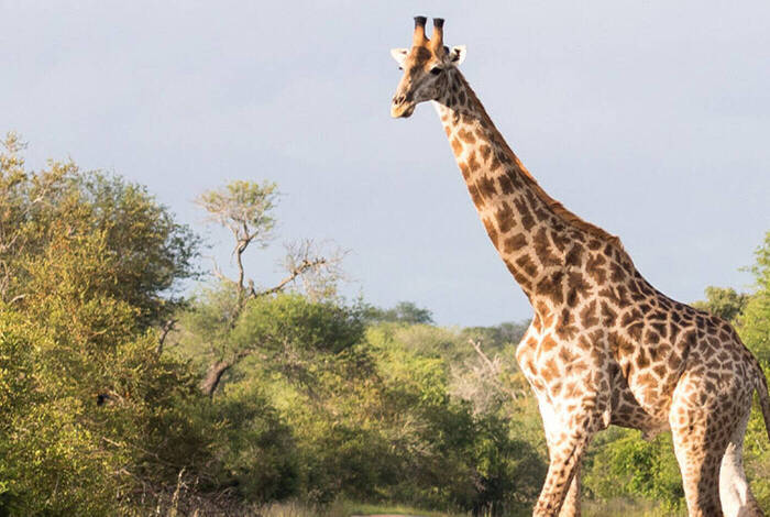 Premium Kenya & Southern Africa Highlights