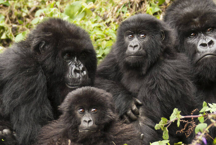 Premium Rwanda & Gorillas of Uganda