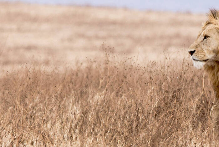 East Africa Safari & Coast