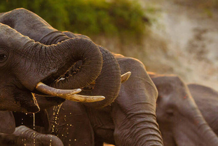 Zanzibar to Cape Town