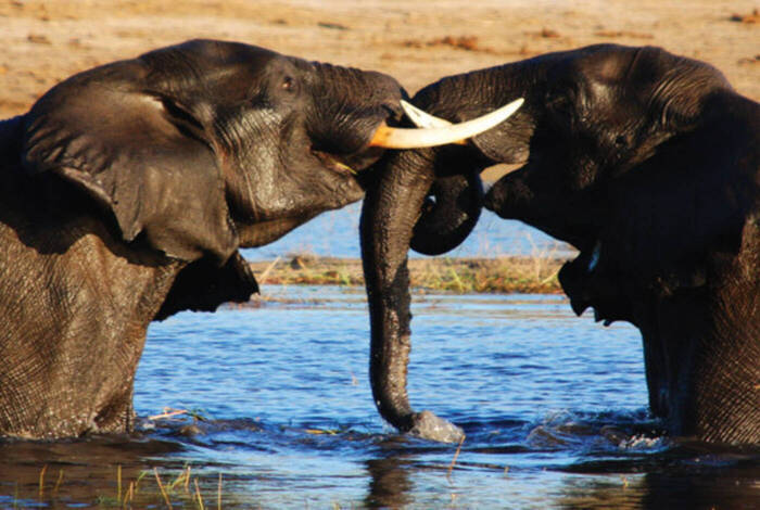 Vic Falls to Cape Town