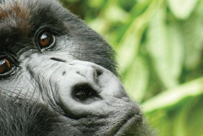 Victoria Falls to Gorillas Victoria Falls to Gorillas