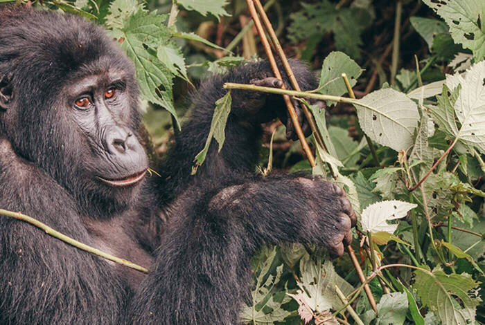 Gorillas & Game Parks