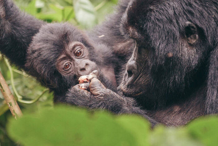 Beaches, Game Parks & Gorillas