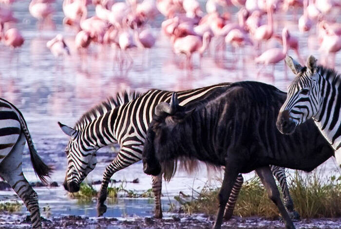 Stone Town to Nairobi