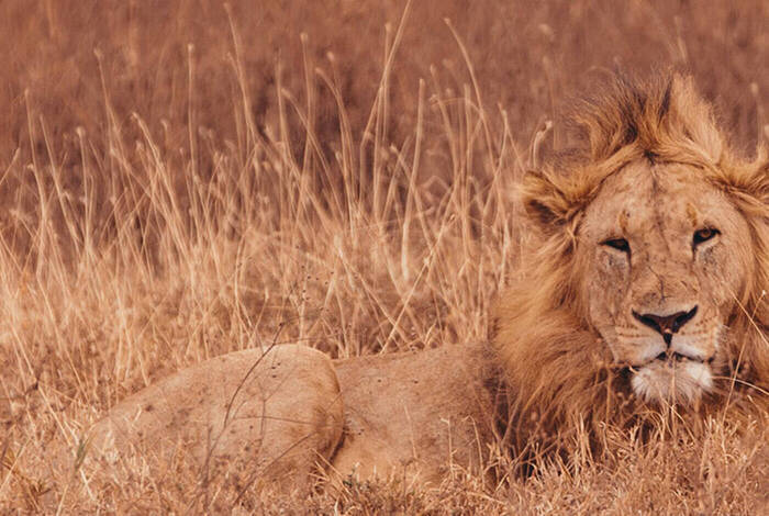 Zanzibar to Nairobi Zanzibar to Nairobi