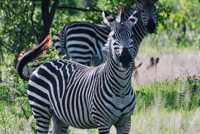 Stone Town to Vic Falls