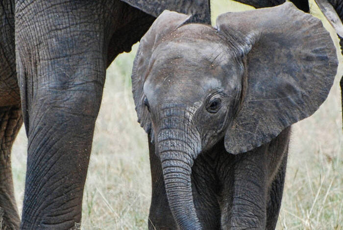 Vic Falls to Stone Town