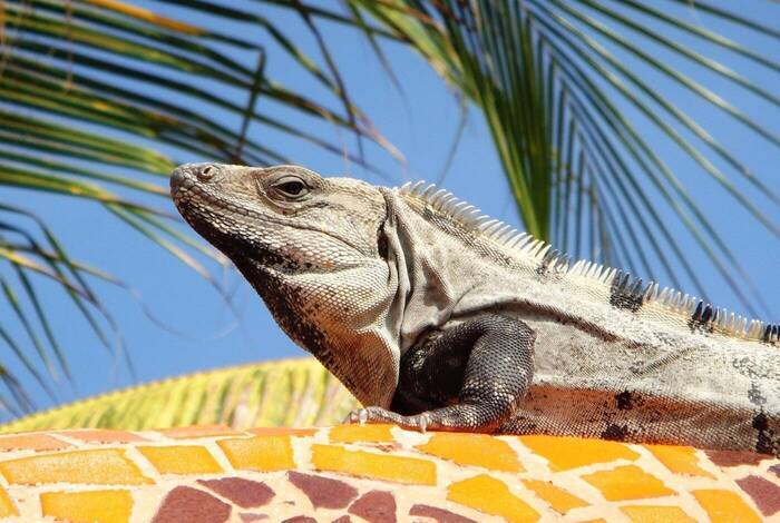 A Trademark All Inclusive Resort | Playa del Carmen A Trademark All Inclusive Resort | Playa del Carmen