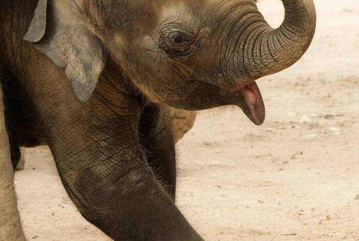 SAii Koh Samui Villas | Koh Samui SAii Koh Samui Villas | Koh Samui