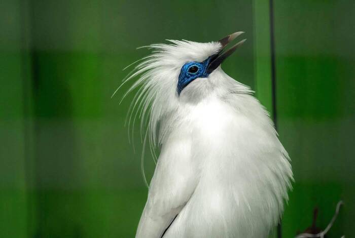 Social-Travel: Wildtier-Auffangstation auf Bali