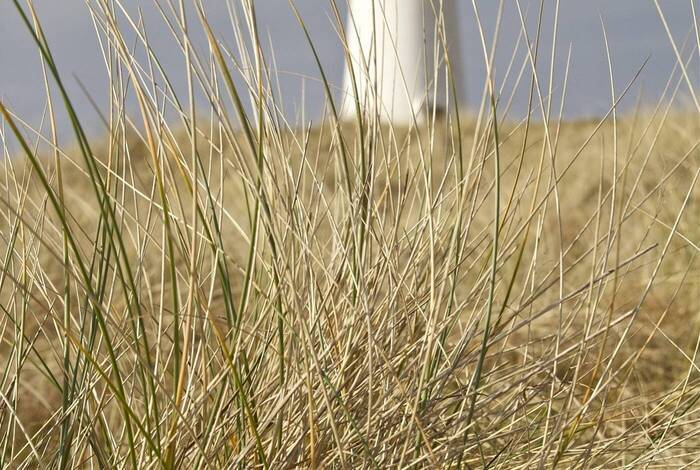 Dünen, Nordsee, Deutschland Dünen, Nordsee, Deutschland