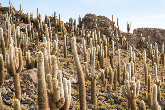 Best of Bolivia & Argentina