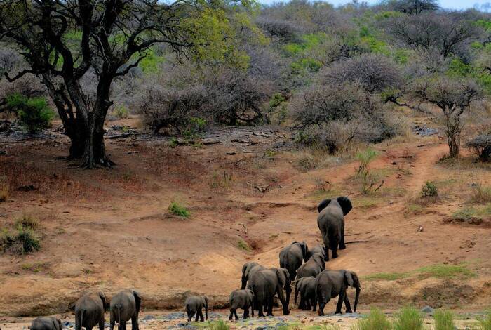 Lion Sands Game Reserve | Krüger Nationalpark Lion Sands Game Reserve | Krüger Nationalpark