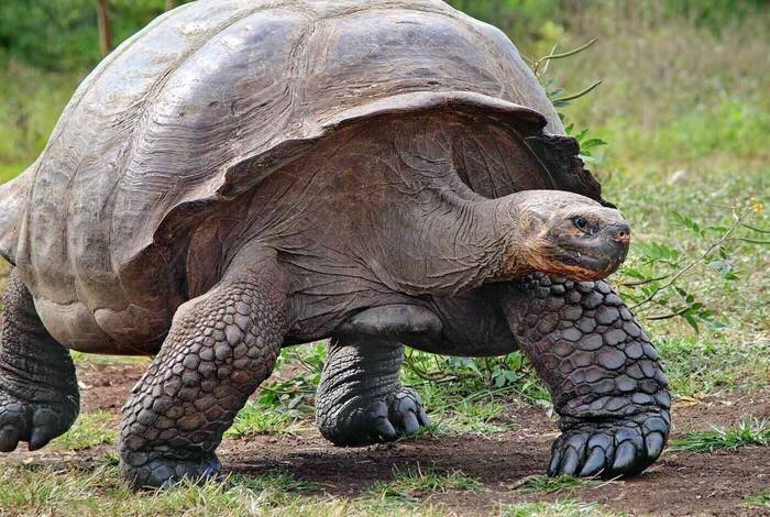 Galapagos Experience