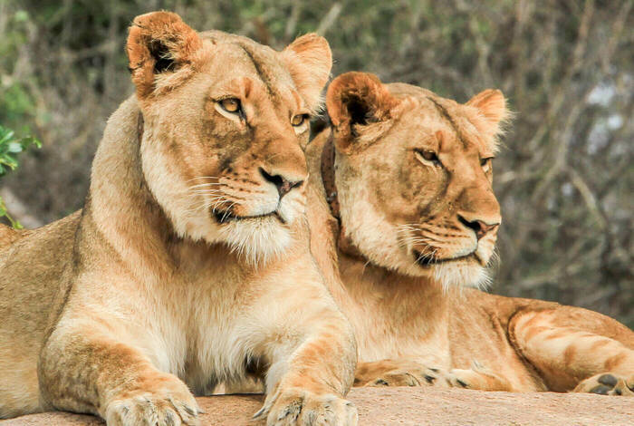 Premium Botswana