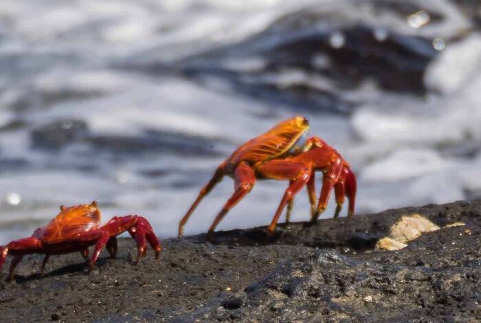 Galapagos Discovery Galapagos Discovery