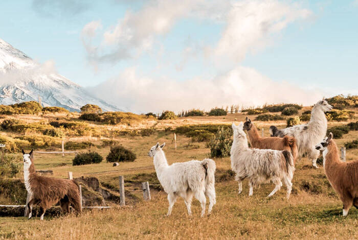 Ecuador Highlands Ecuador Highlands