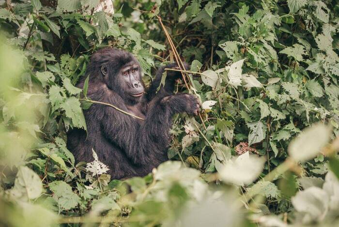 18 to 35s Essential Uganda: Gorillas and Chimps