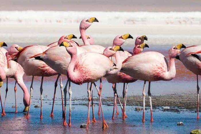 Explore Bolivia to Brazil