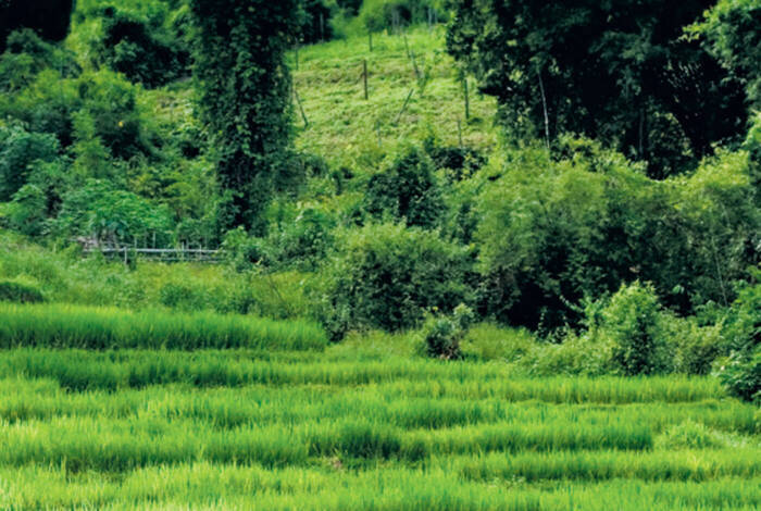 Beautiful Northern Thailand