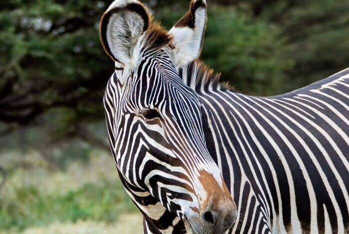 Kenya Safari Adventure