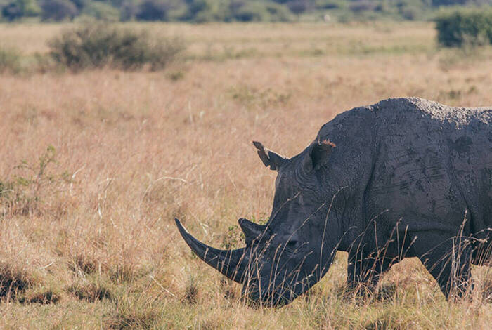 Botswana Highlights Botswana Highlights