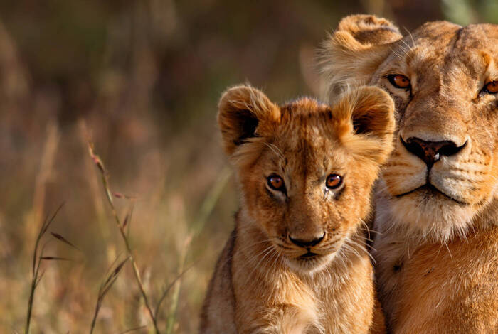 East Africa Family Safari Comfort East Africa Family Safari Comfort