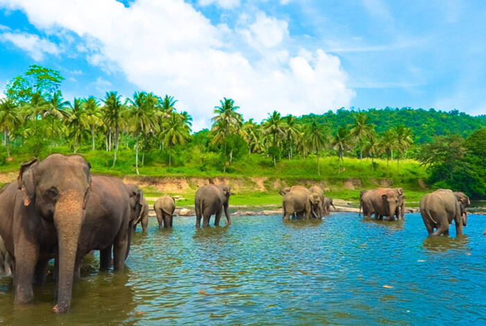 Sri Lanka Family Holiday