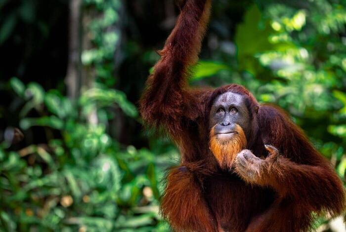 Classic Borneo Classic Borneo
