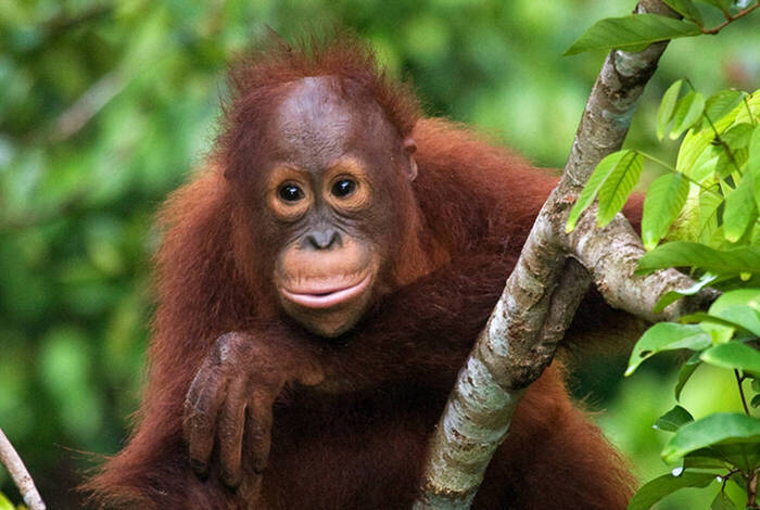 Sabah Adventure
