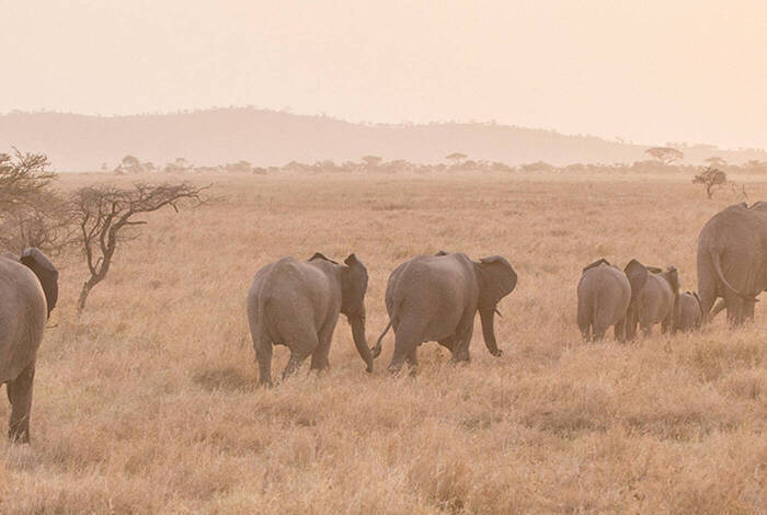 Serengeti Trail Serengeti Trail