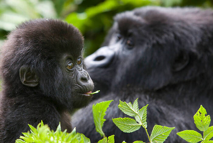 Gorillas, Game Parks & Beaches