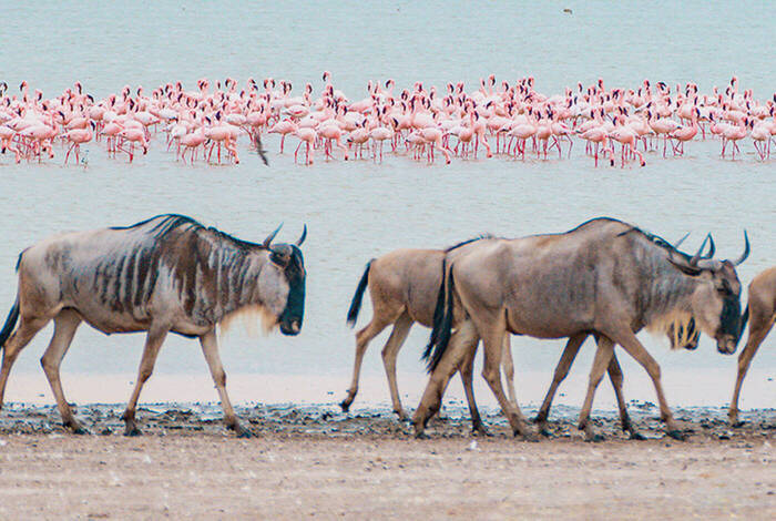 Best of East Africa Best of East Africa