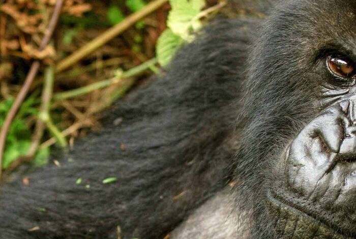 Gorillas to Vic Falls Gorillas to Vic Falls