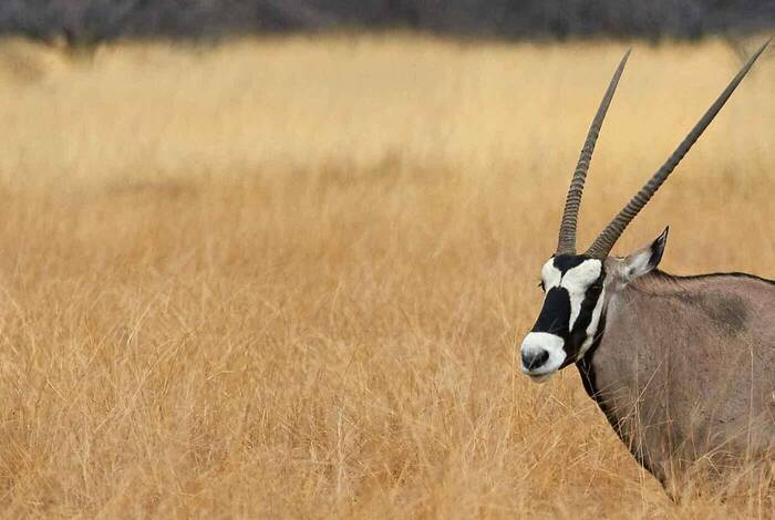 18 to 35s Essential African Safari