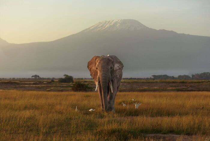Kenya by Rail: Trains, Safaris & Beaches