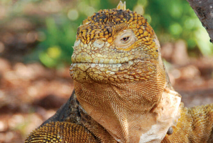 Galapagos Family Holiday