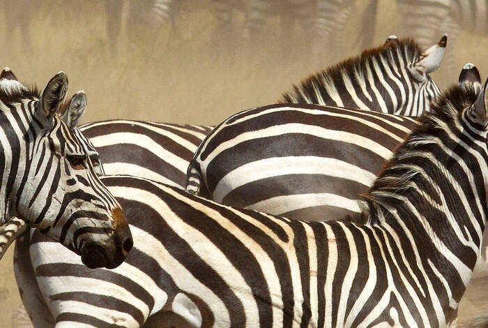 Vic Falls to Kenya