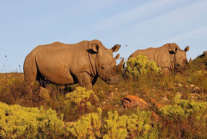 South Africa's Garden Route & Winelands
