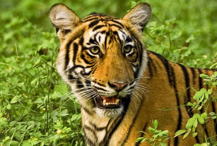 Premium India in Depth