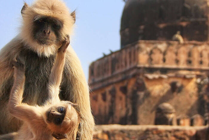 Classic Rajasthan