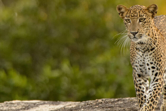 Sri Lanka Safari Sri Lanka Safari