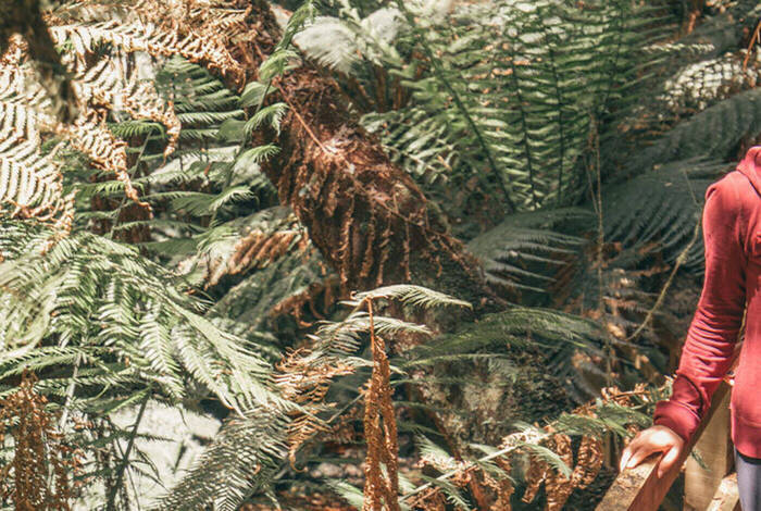 Best of Tasmania's Tarkine & Cradle Mountain