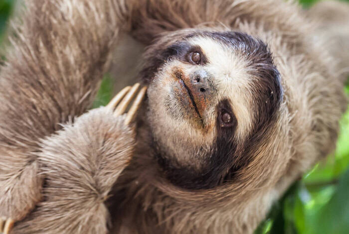 Classic Costa Rica Classic Costa Rica